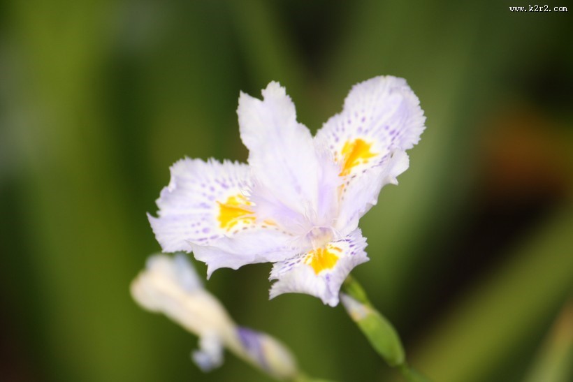 淡紫色鸢尾花图片