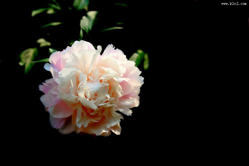 淡雅迷人芍药花图片