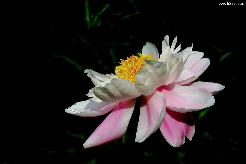 淡雅迷人芍药花图片