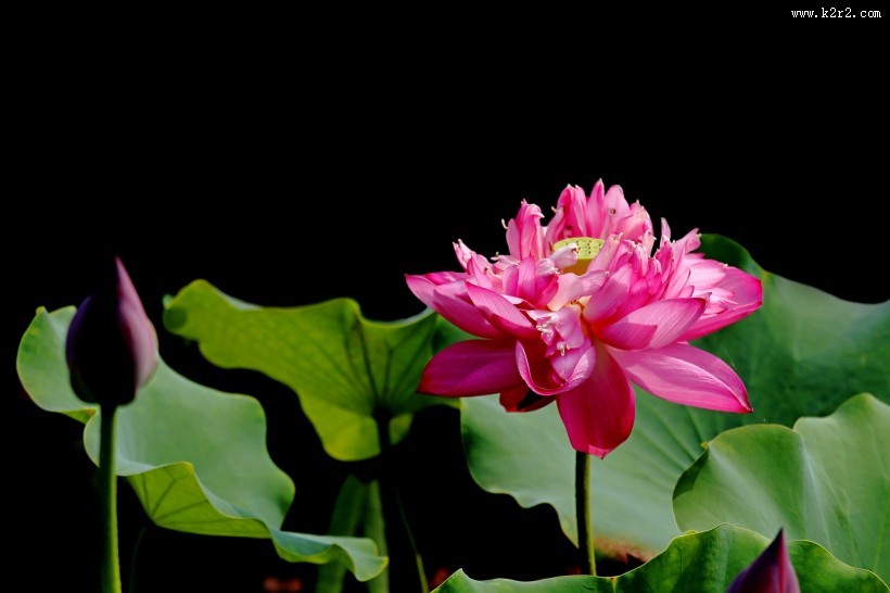 粉嫩荷花图片大全