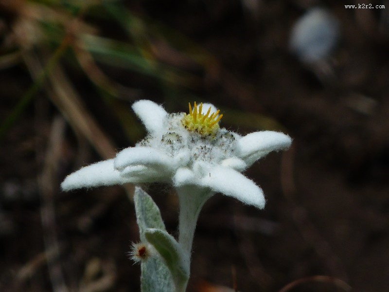 神圣的薄雪火绒草图片