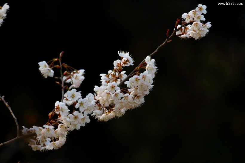 白色和粉色樱花图片