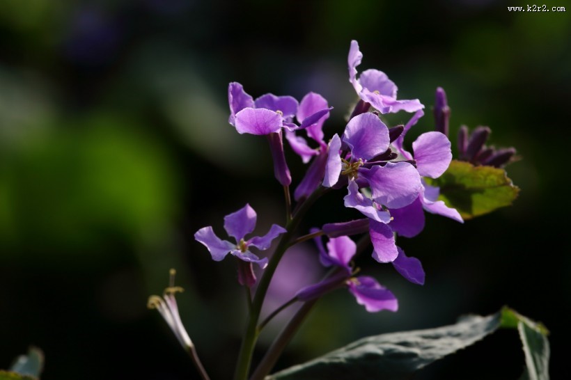 紫色诸葛菜图片