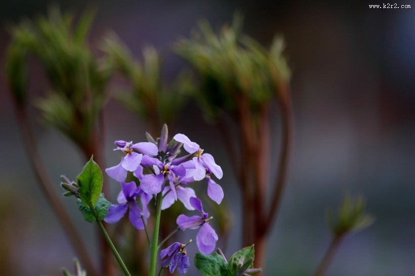 紫色诸葛菜图片