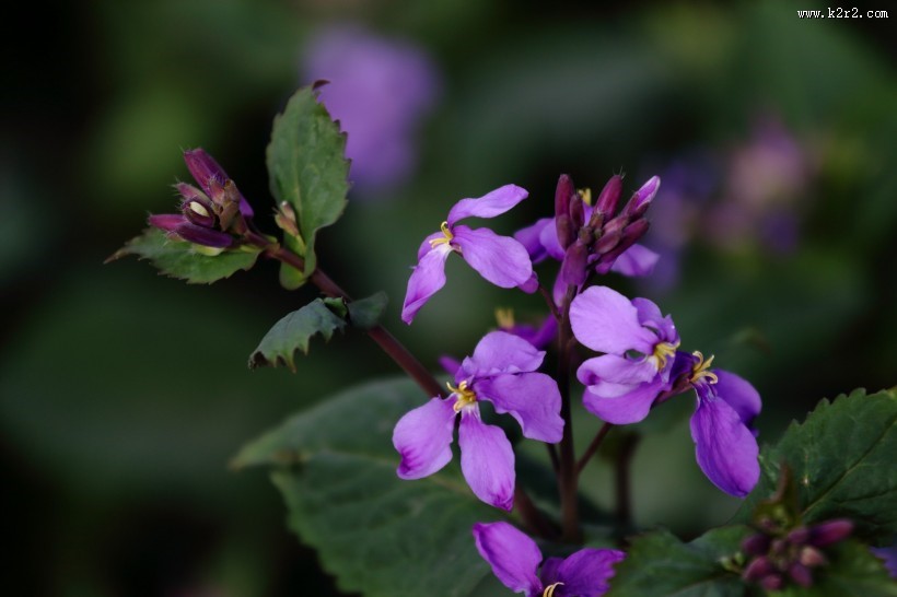 紫色诸葛菜图片