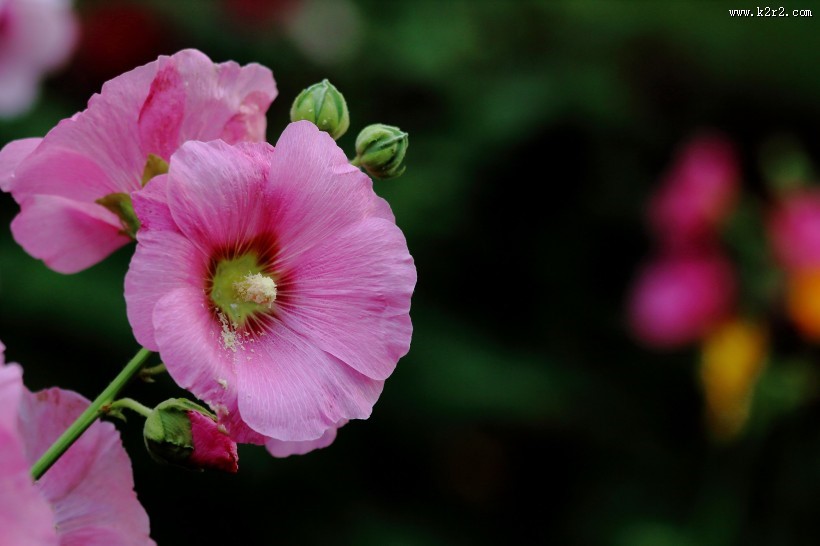 各种颜色的蜀葵花图片