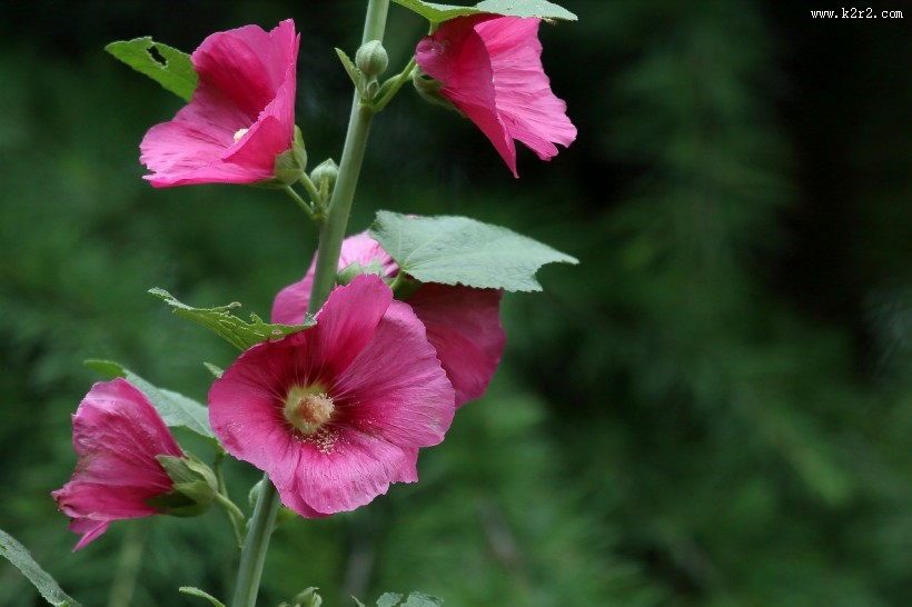 各种颜色的蜀葵花图片
