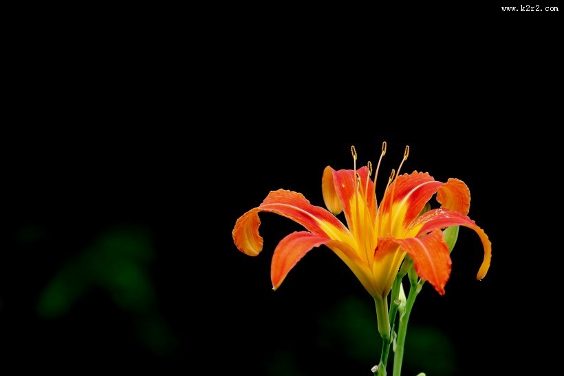 金色萱草花图片