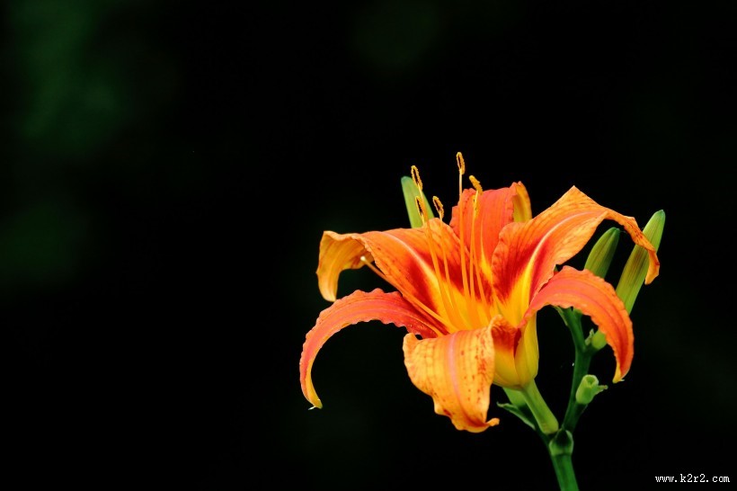 金色萱草花图片