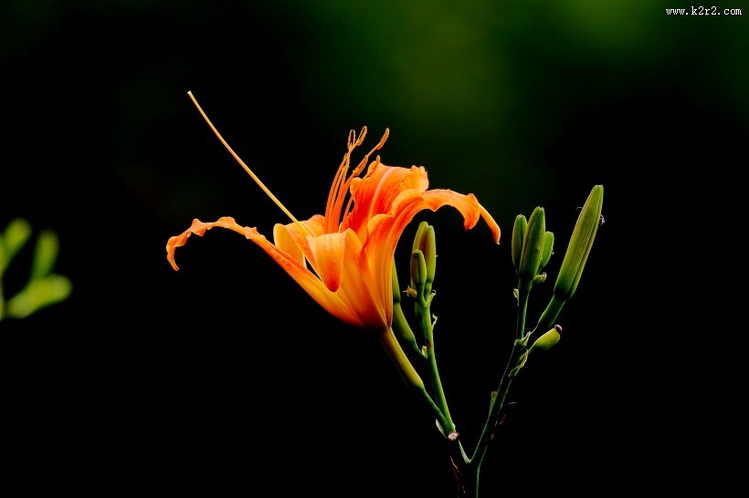 金色萱草花图片