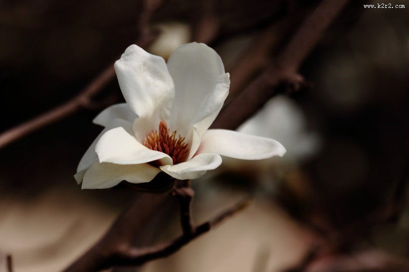 清新淡雅玉兰花图片
