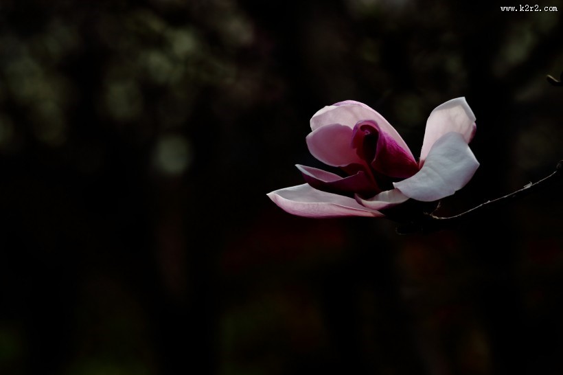 清新淡雅玉兰花图片