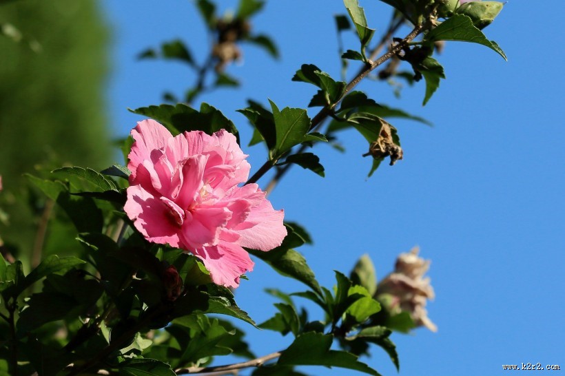 淡紫色木槿花图片大全
