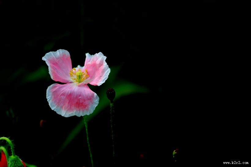 娇艳虞美人图片大全