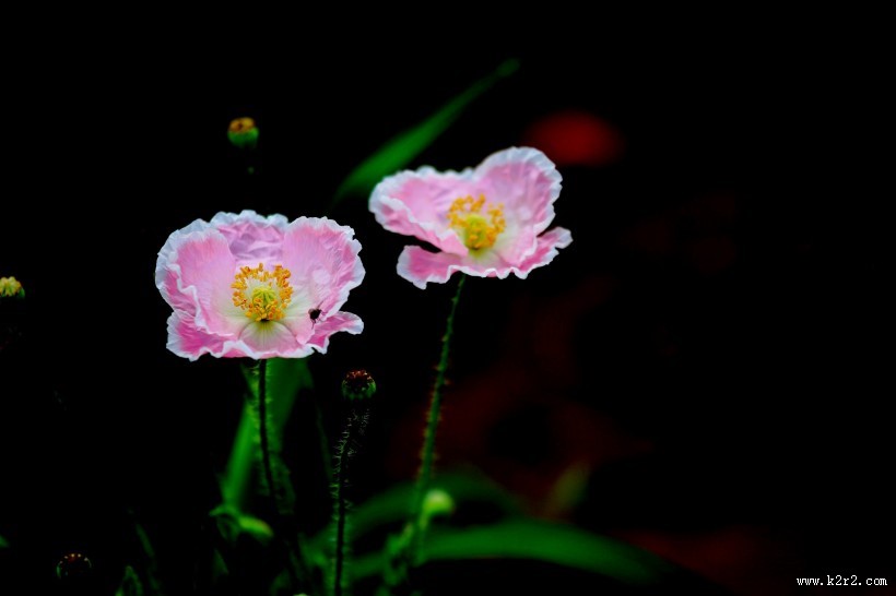 娇艳虞美人图片大全