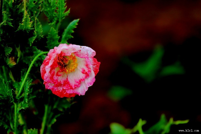 娇艳虞美人图片大全