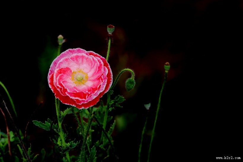 娇艳虞美人图片大全