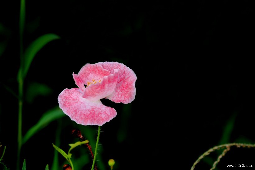 娇艳虞美人图片大全