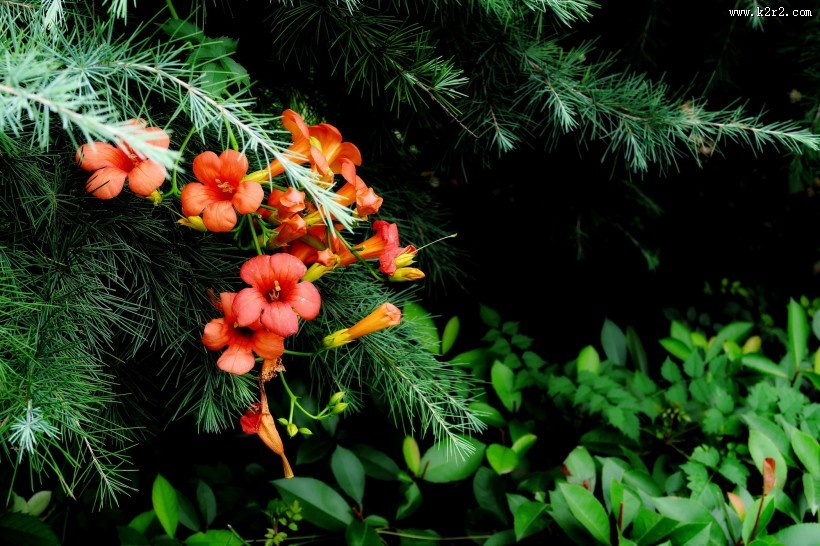 橙色凌霄花图片大全