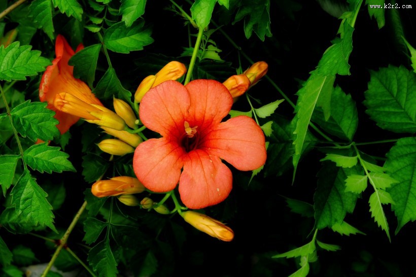 橙色凌霄花图片大全