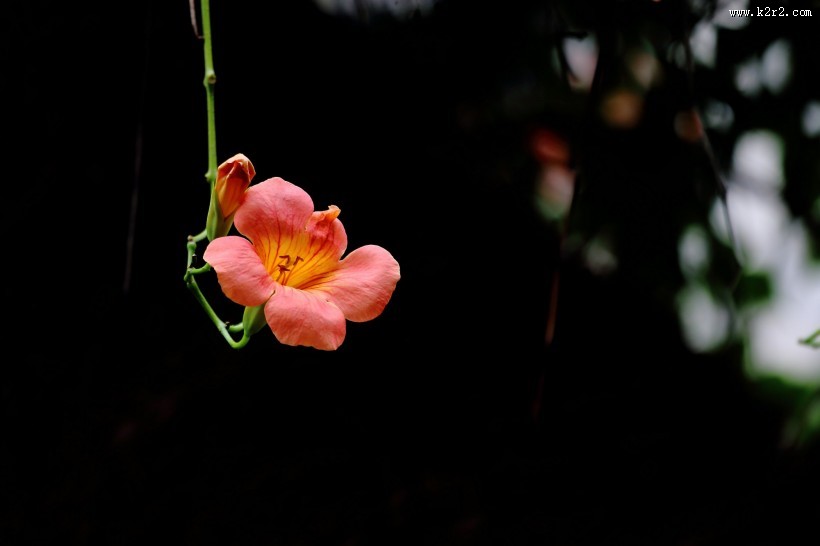 橙色凌霄花图片大全