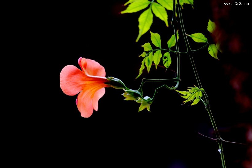 橙色凌霄花图片大全