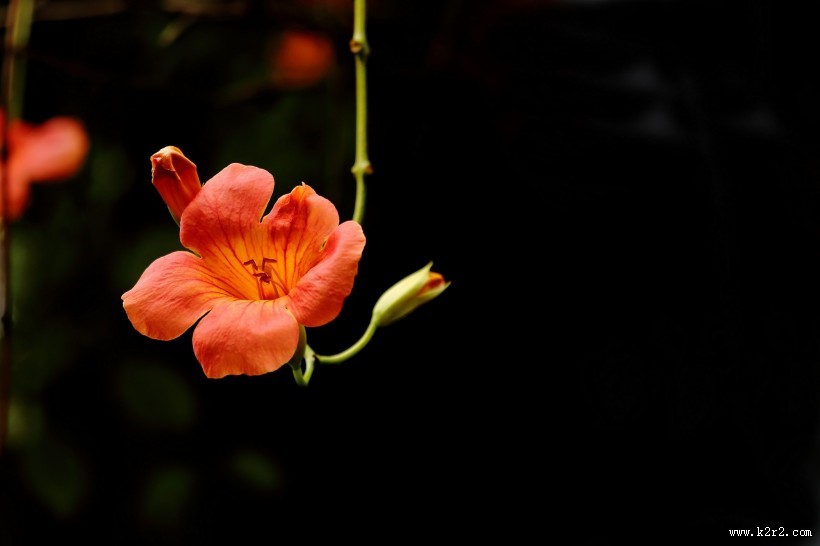 橙色凌霄花图片大全