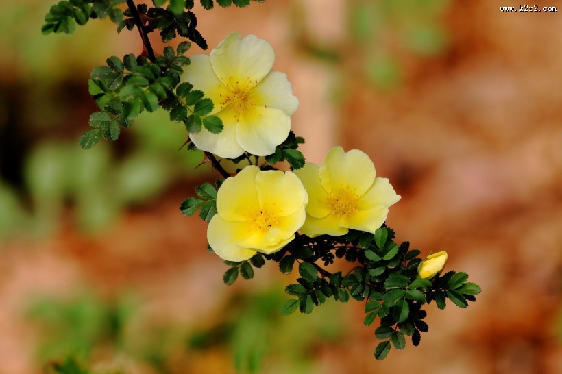 黄刺玫图片大全
