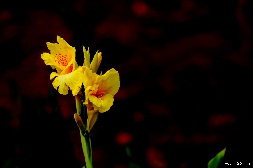 美人蕉图片大全