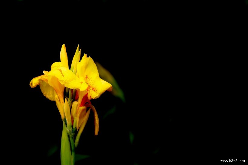 美人蕉图片大全