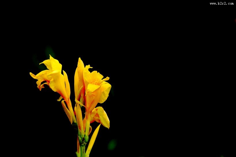 美人蕉图片大全