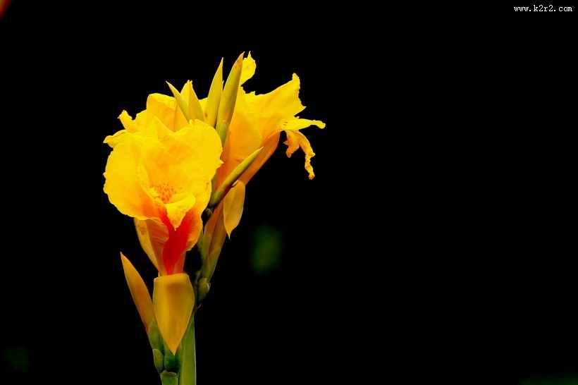 美人蕉图片大全