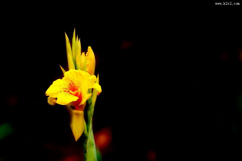 美人蕉图片大全