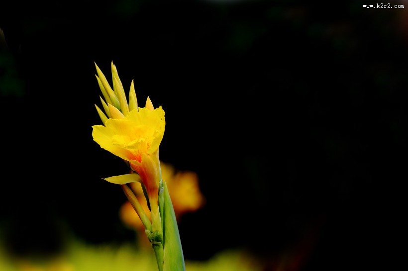 美人蕉图片大全