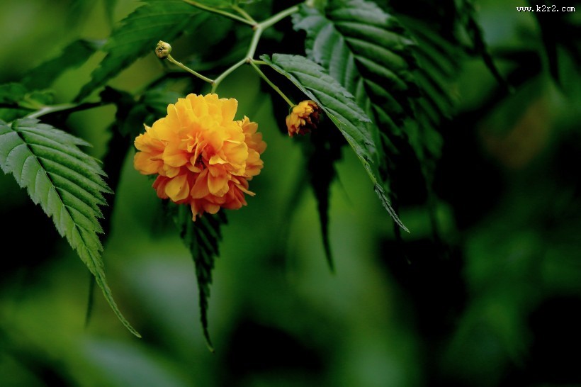 黄色棣棠图片