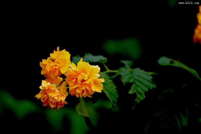黄色棣棠图片