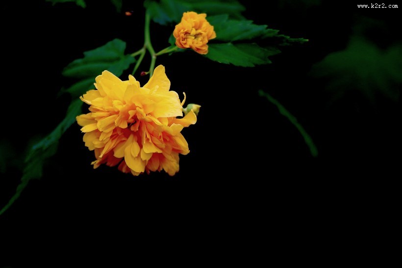 黄色棣棠图片