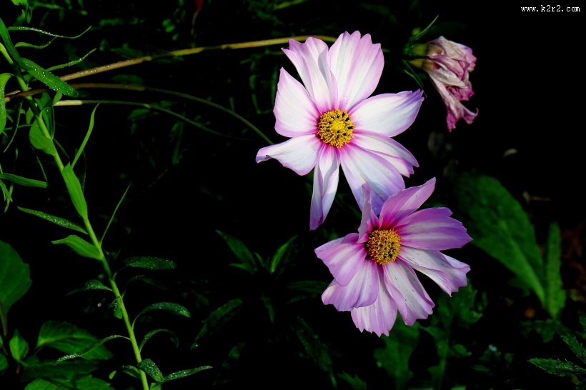 唯美格桑花图片