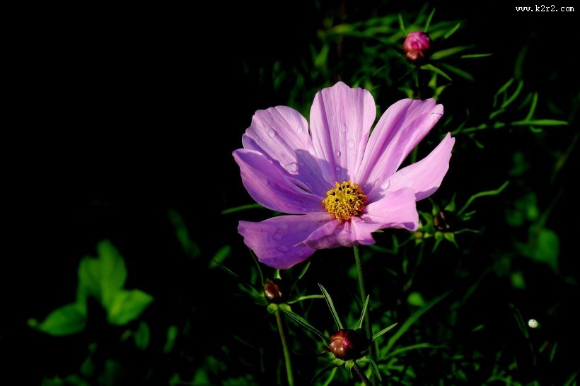 唯美格桑花图片