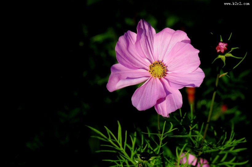 唯美格桑花图片