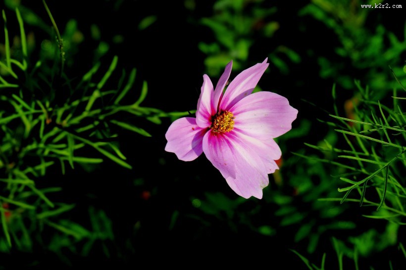 唯美格桑花图片