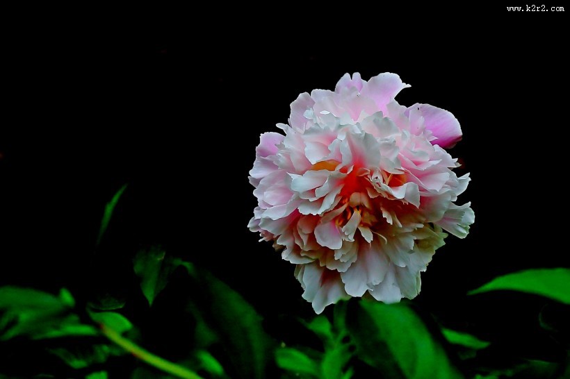 秀美芍药花图片