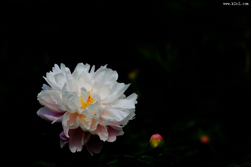 秀美芍药花图片