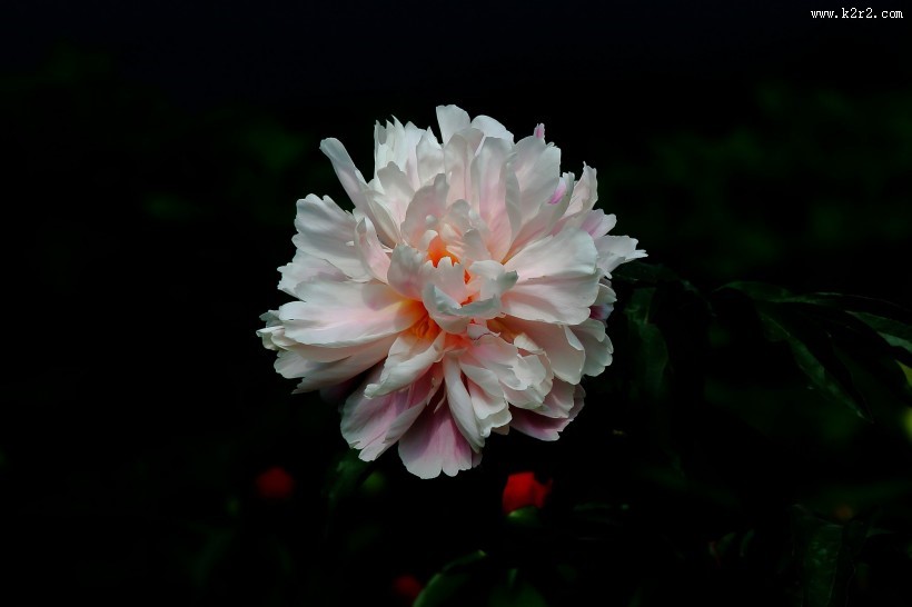 秀美芍药花图片