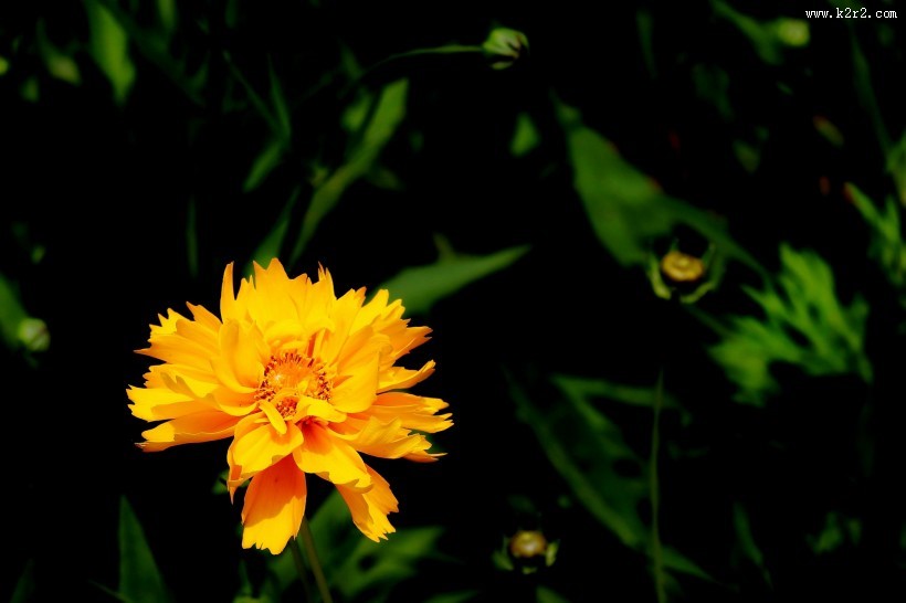黄色金鸡菊图片