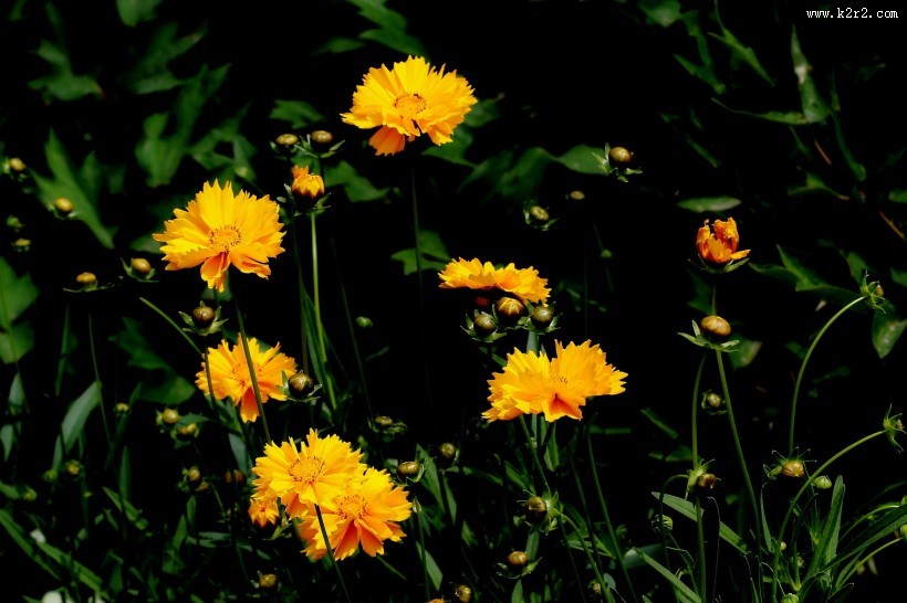 黄色金鸡菊图片