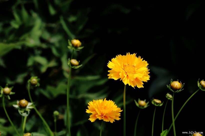黄色金鸡菊图片