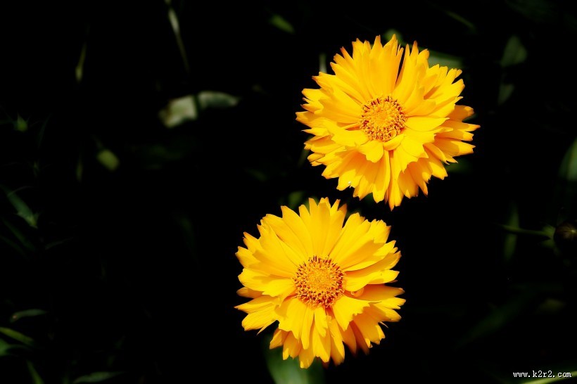 黄色金鸡菊图片
