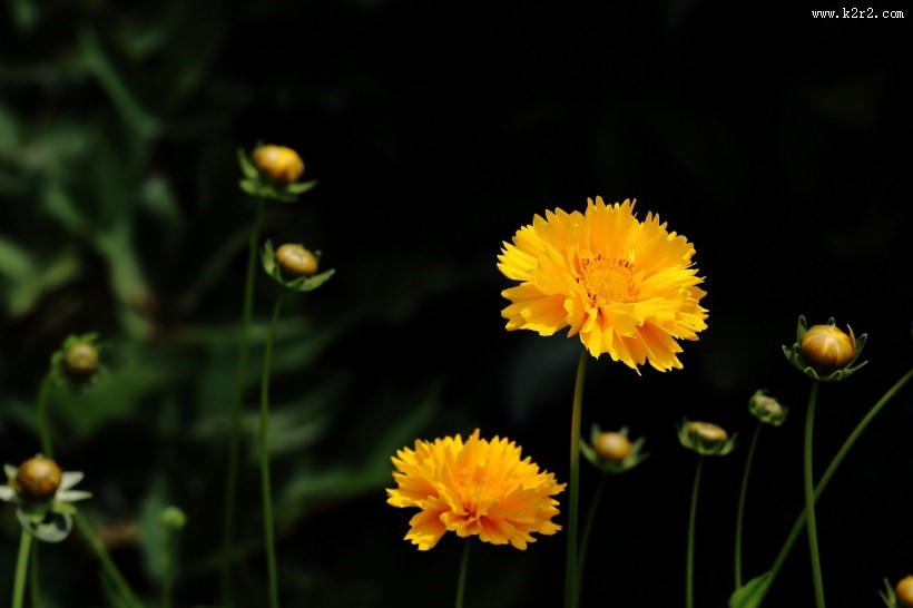 黄色金鸡菊图片