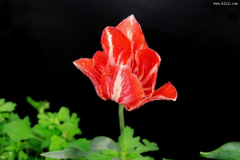 唯美郁金香图片